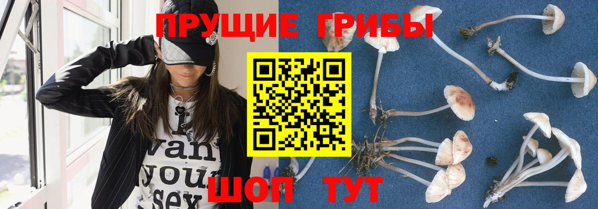 Галлюциногенные грибы GOLDEN TEACHER Котлас